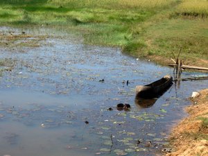 Country scene