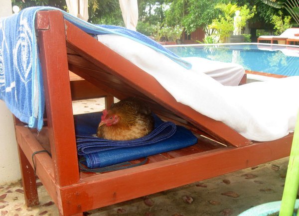 Happy hen next to swimming pool at hotel