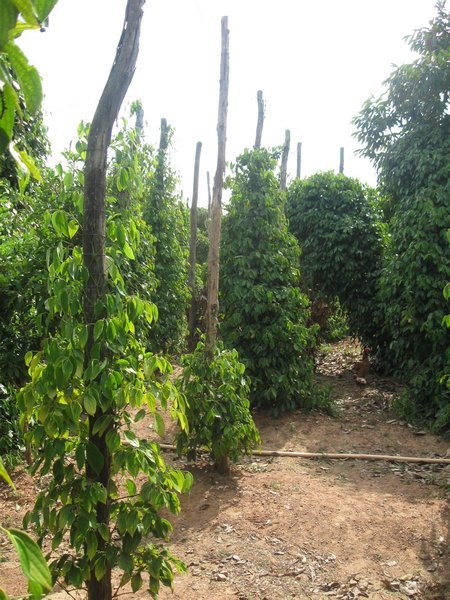 Pepper plants at Kampot