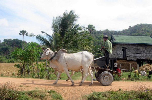 Ox cart on country road near Kampot