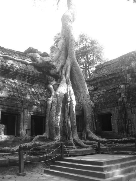 Tree roots at atmospheric Ta Prohm