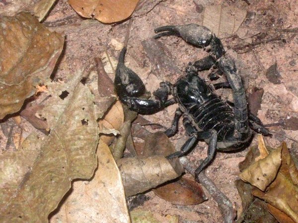 Scorpion in forest