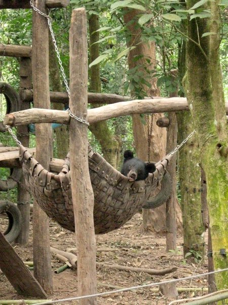 Bear in a hammock!