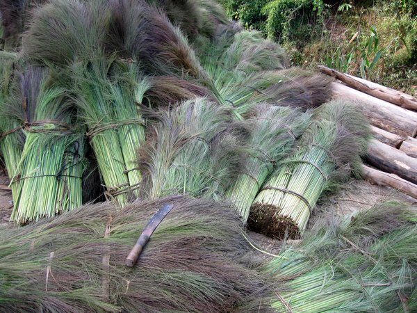 Bundles of grass heads waiting for collection