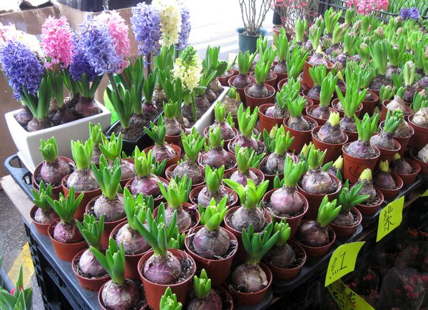 Hyacinths for sale at the flower market