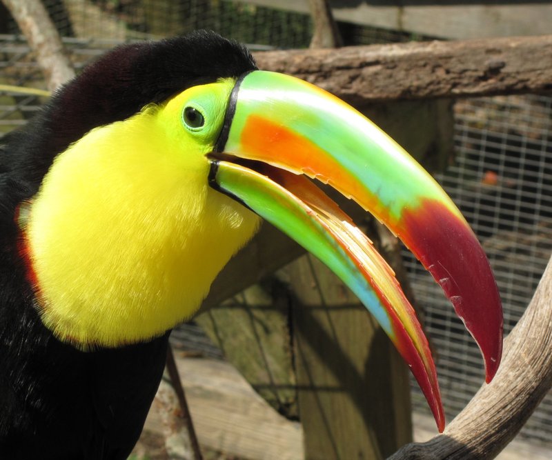 Beautiful colours of the baby toucan