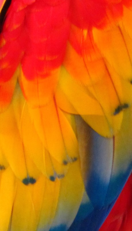 Macaw feathers