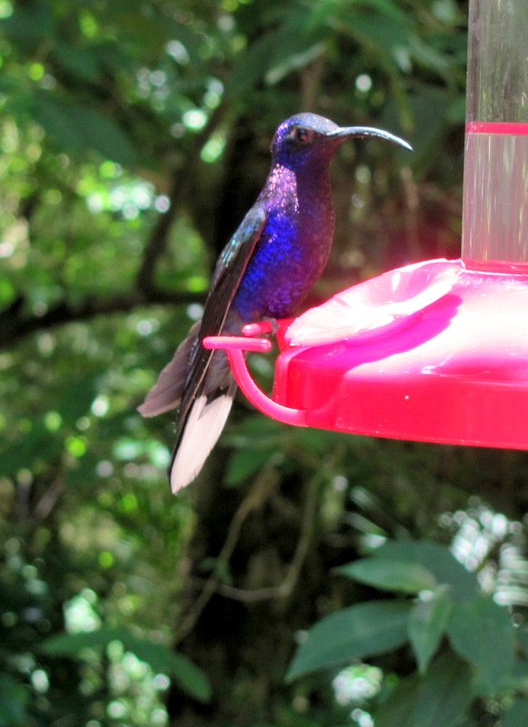 Stunning blue hummingbird