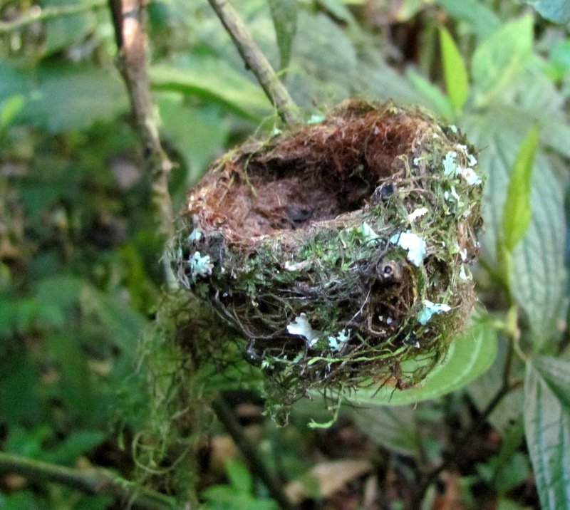A hummingbird nest in the forest