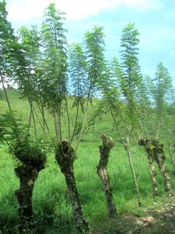 Trees planted as fence posts all over Costa Rica