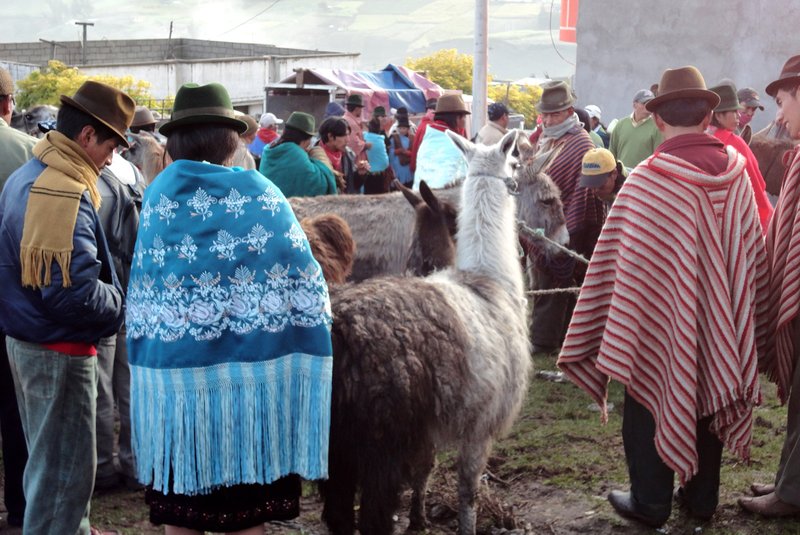 Negotiating the price of a llama in Zambahua