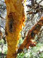 The beautiful orange bark of the arrayanes tree
