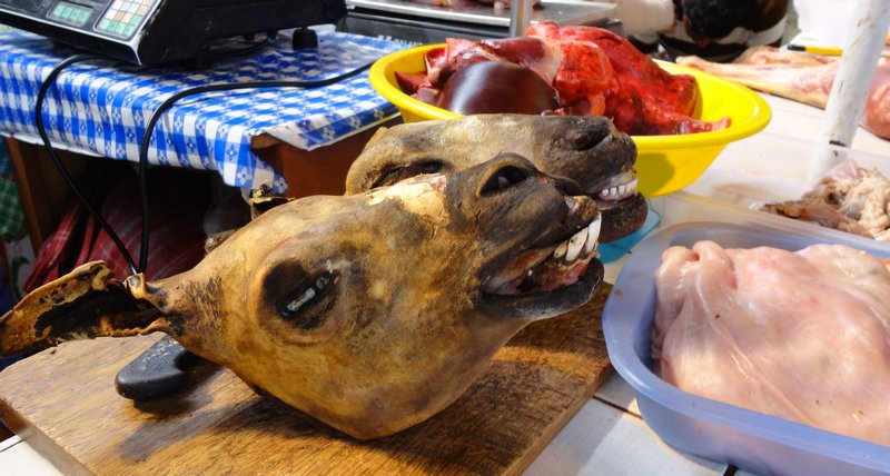 Llama heads for sale at the butcher