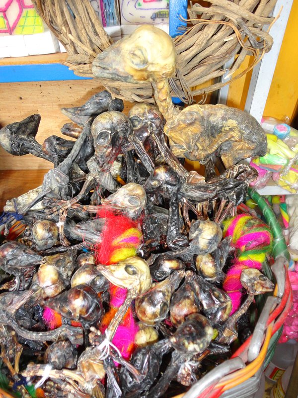 Baskets of dzens of llama foetuses for sale in the market