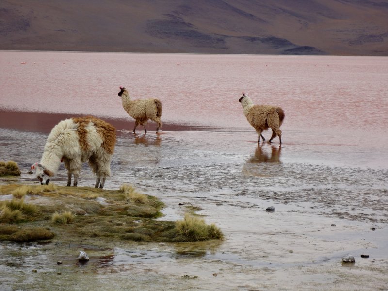 Llamas grazing on the shores of Laguna Colarado 