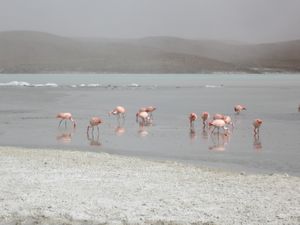 Flamingos at Laguna Chiarkota
