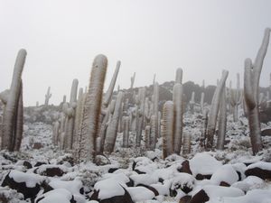 Cactus and snow on 'Fish Island'