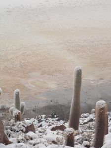 Ice and Cactus