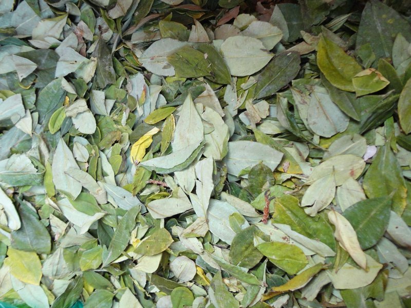 Cocoa leaves