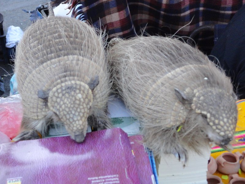 Armadillos for sale in Sucre