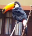 Resident toucan at the youth hostel