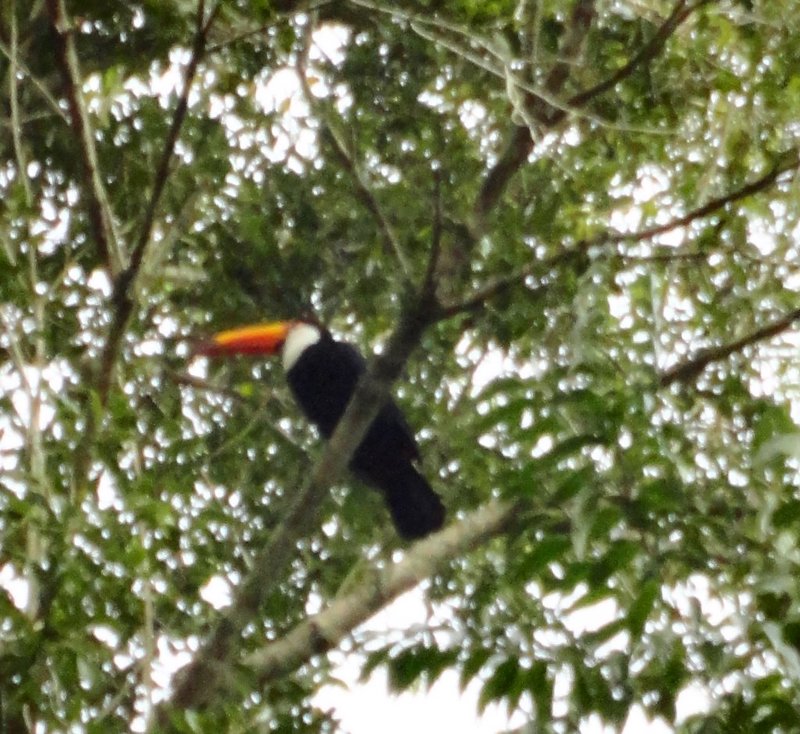 A toucan in the wild