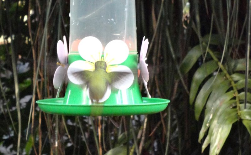 A blur of wings - there are actually 3 birds in this photo - one each side of the feeder