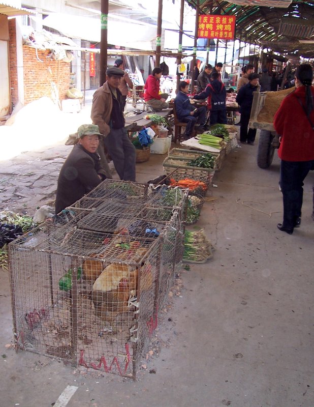 Poultry for sale at the market
