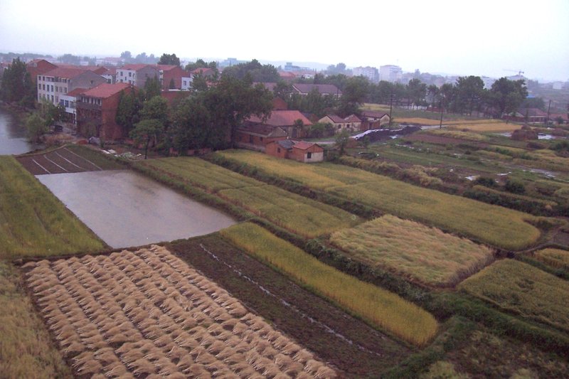 Harvest - next crop rice!