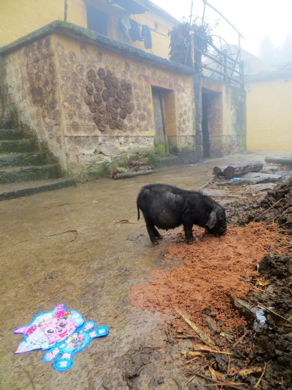 Pig in village street