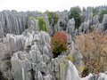 The Stone Forrest
