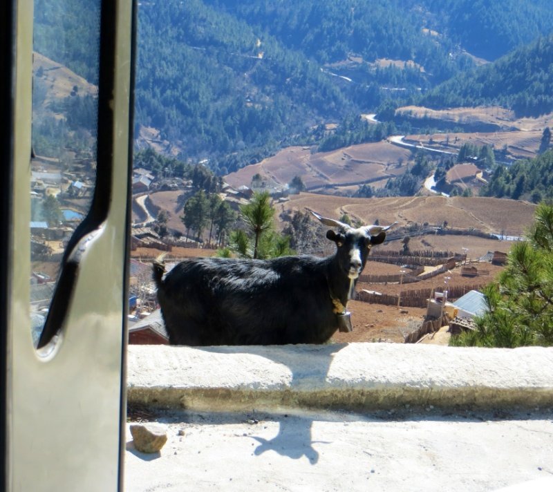 Curious goat outside bus door