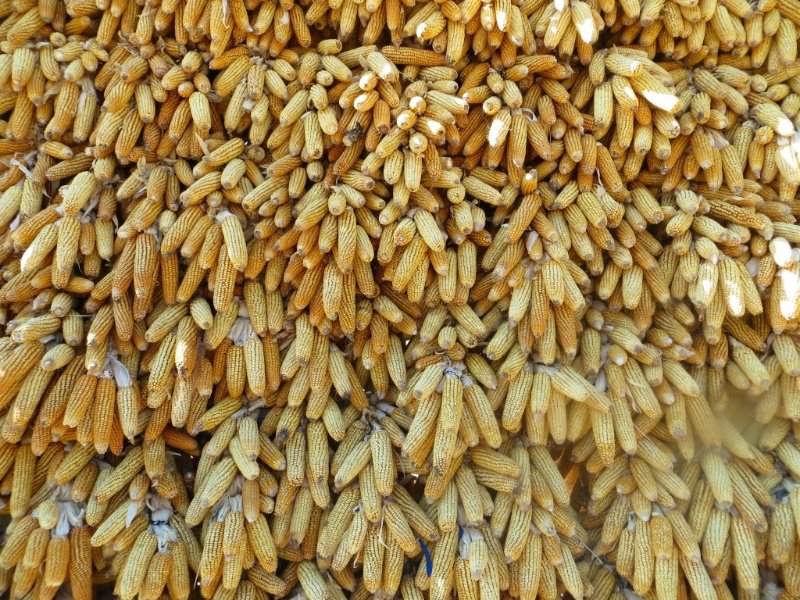 Drying corn