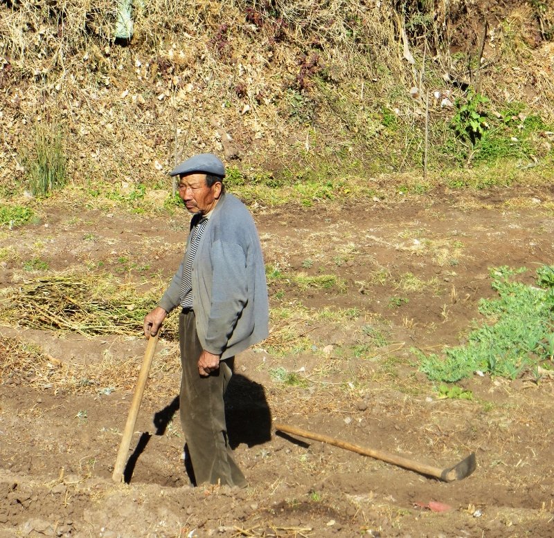Working in the fields in Baisha