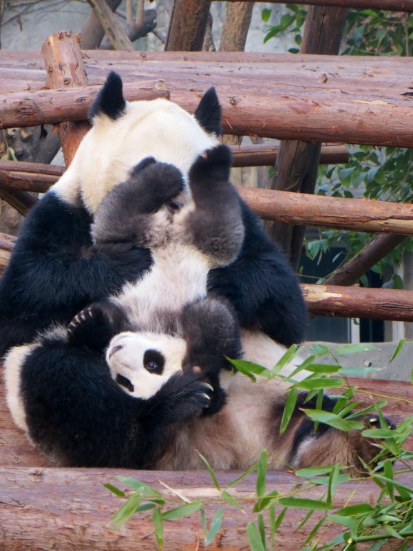 Upside down baby panda