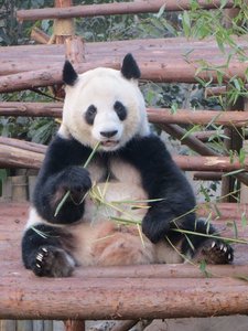 Panda, watching us, watching him...