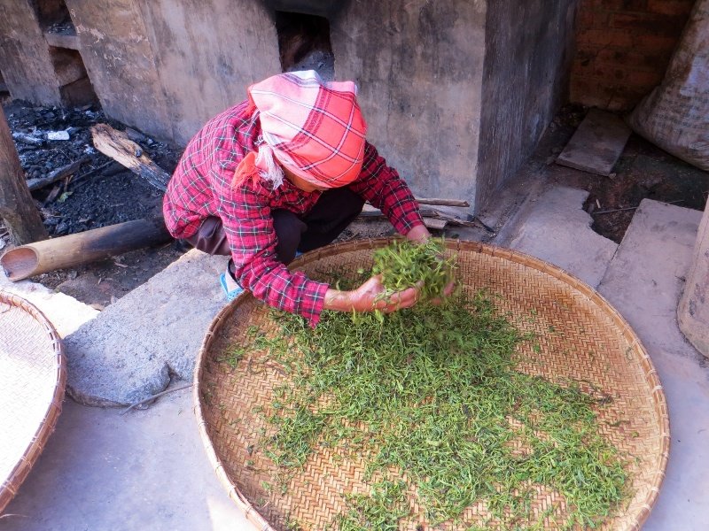 Tossing and rolling the tea leaves