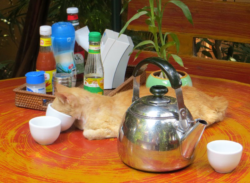 Cat asleep in a cup at the guesthouse