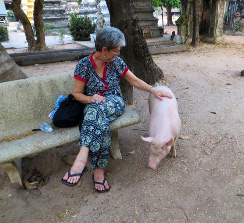 Suzie and a friendly pig - in the grounds of a local temple