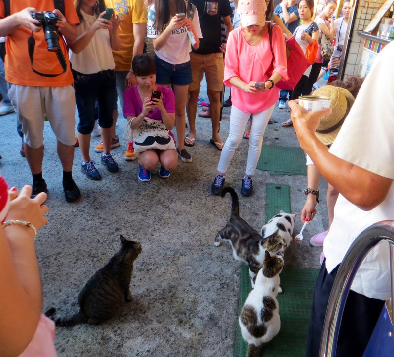 In Jiufen where feeding cats is a tourist attraction! 