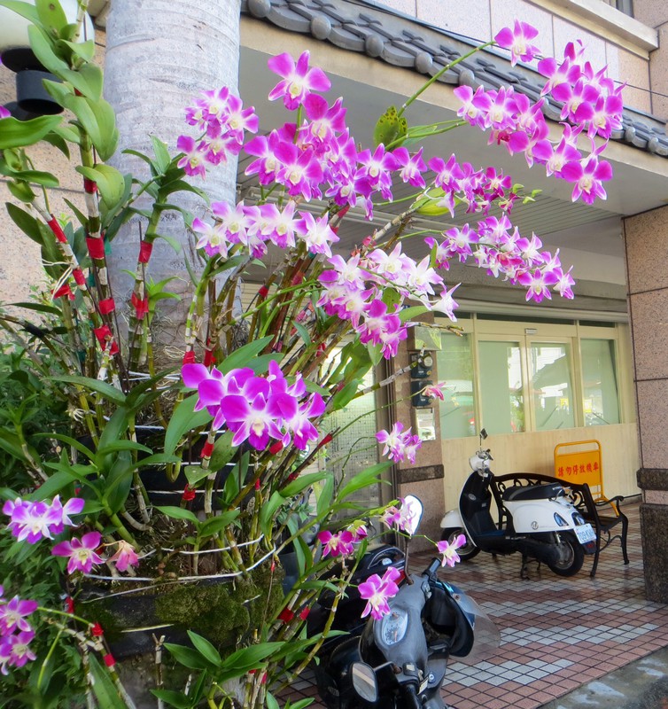 Pots of beautiful orchids are the pot-plants of choice here - the streets are lined with them sometimes.