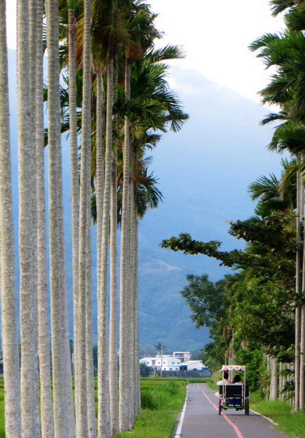 The very tall palms in Guanshan