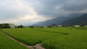 Acres of rice fields