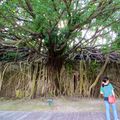 The banyan tree which has overtaken all and become a massive tourist site - it was incredibly busy!