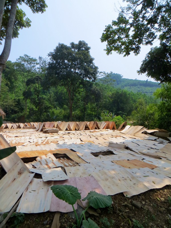 Wafer thin sheets of wood drying beside the road