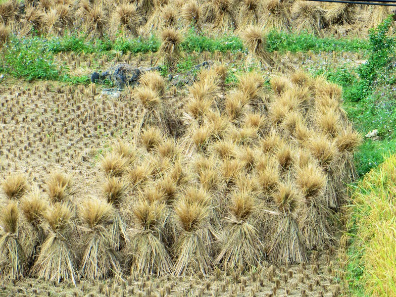 Fields of harvested rice bundles