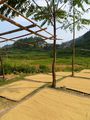 Rice grains spread out to dry in the sun