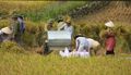 Harvesting the rice crop