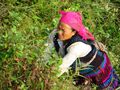 H'mong lady working in the field