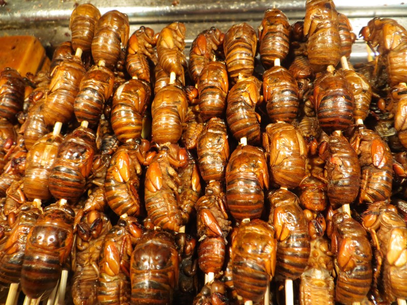 Beetle kebabs at the the Donghuamen Night Market